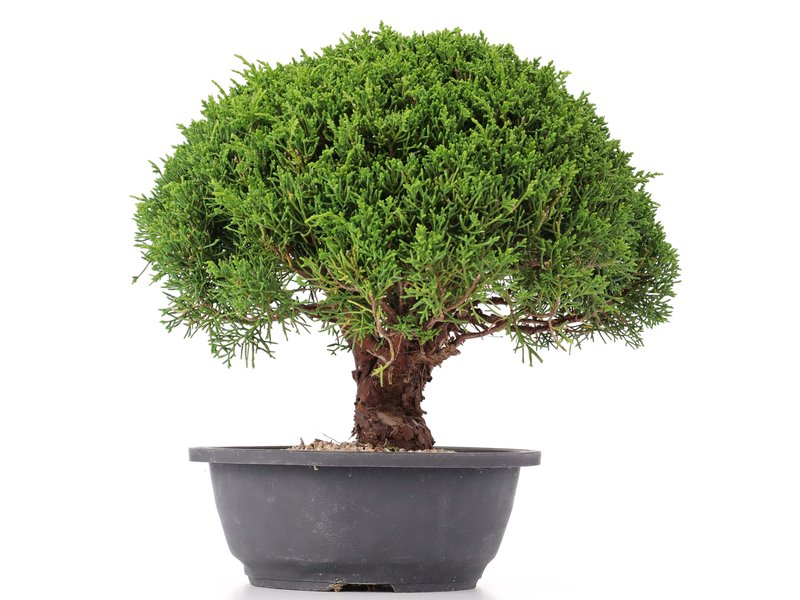 Juniperus chinensis Kishu, 25 cm, ± 15 Jahre alt