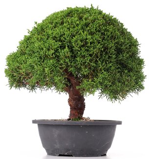 Juniperus chinensis Kishu, 27 cm, ± 15 anni