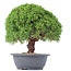 Juniperus chinensis Kishu, 27 cm, ± 15 years old