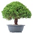 Juniperus chinensis Kishu, 27 cm, ± 15 años