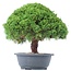 Juniperus chinensis Kishu, 27 cm, ± 15 years old