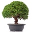 Juniperus chinensis Kishu, 27 cm, ± 15 years old