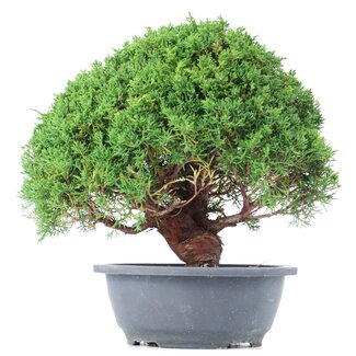 Juniperus chinensis Kishu, 26 cm, ± 15 anni