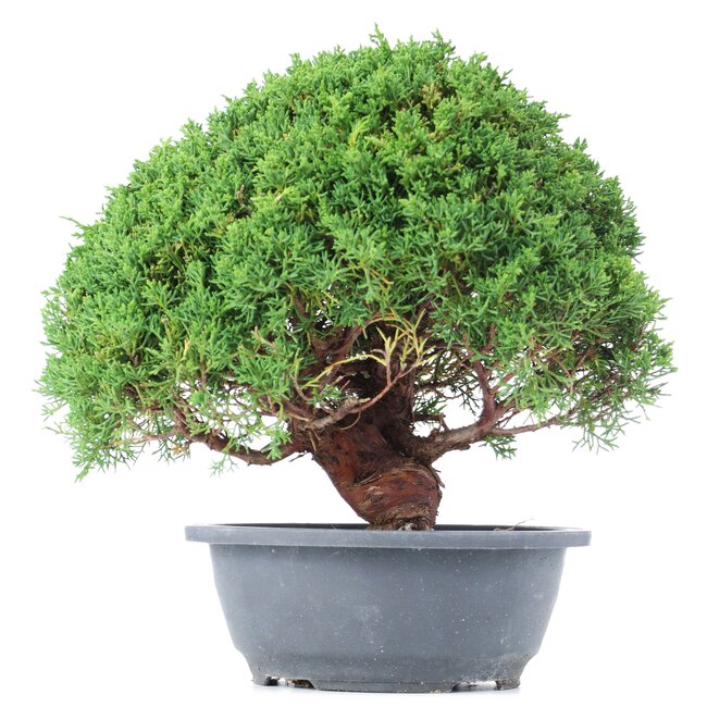 Juniperus chinensis Kishu, 26 cm, ± 15 years old