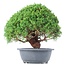 Juniperus chinensis Kishu, 26 cm, ± 15 anni