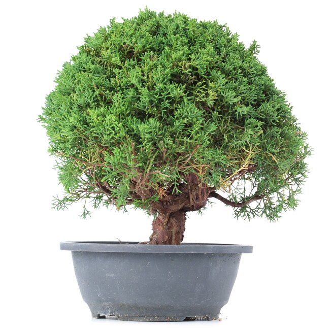 Juniperus chinensis Kishu, 26 cm, ± 15 years old