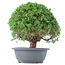 Juniperus chinensis Kishu, 26 cm, ± 15 anni