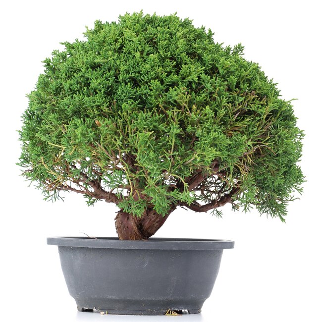 Juniperus chinensis Kishu, 26 cm, ± 15 años