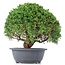 Juniperus chinensis Kishu, 26 cm, ± 15 anni