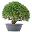 Juniperus chinensis Kishu, 26 cm, ± 15 jaar oud