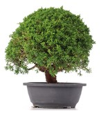 Juniperus chinensis Kishu, 26 cm, ± 15 Jahre alt