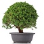 Juniperus chinensis Kishu, 26 cm, ± 15 anni