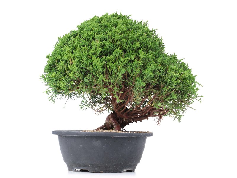 Juniperus chinensis Kishu, 25 cm, ± 15 jaar oud