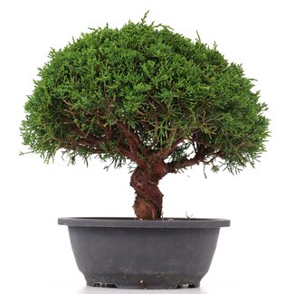 Juniperus chinensis Kishu, 25 cm, ± 15 anni