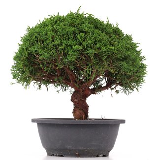 Juniperus chinensis Kishu, 25 cm, ± 15 jaar oud