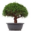 Juniperus chinensis Kishu, 25 cm, ± 15 years old