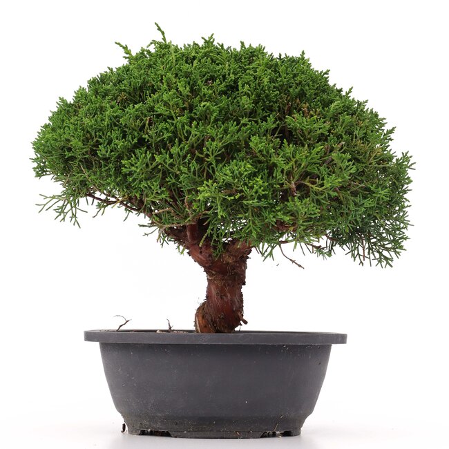 Juniperus chinensis Kishu, 25 cm, ± 15 anni