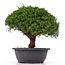 Juniperus chinensis Kishu, 25 cm, ± 15 anni