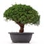 Juniperus chinensis Kishu, 25 cm, ± 15 años