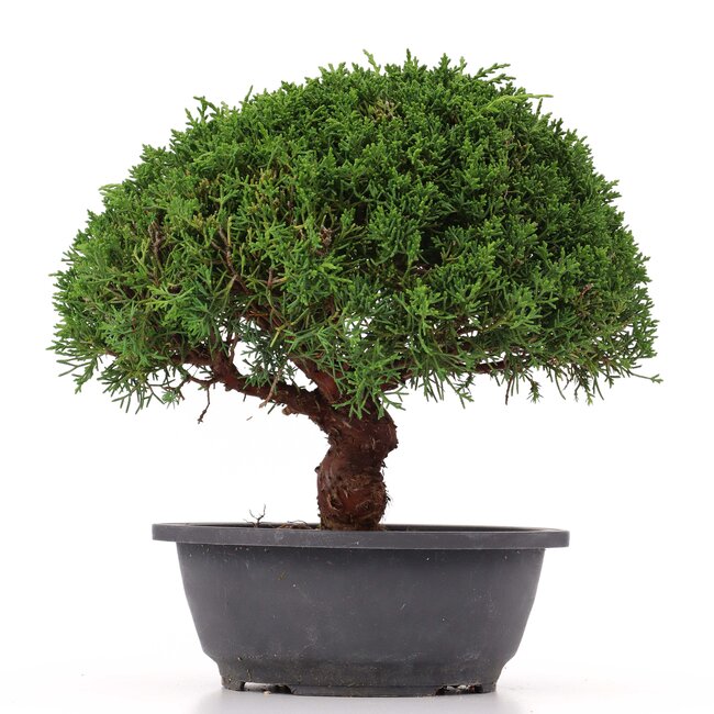 Juniperus chinensis Kishu, 25 cm, ± 15 jaar oud