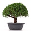 Juniperus chinensis Kishu, 25 cm, ± 15 anni