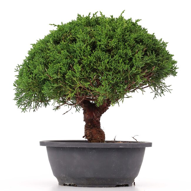 Juniperus chinensis Kishu, 25 cm, ± 15 Jahre alt