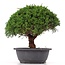 Juniperus chinensis Kishu, 25 cm, ± 15 anni