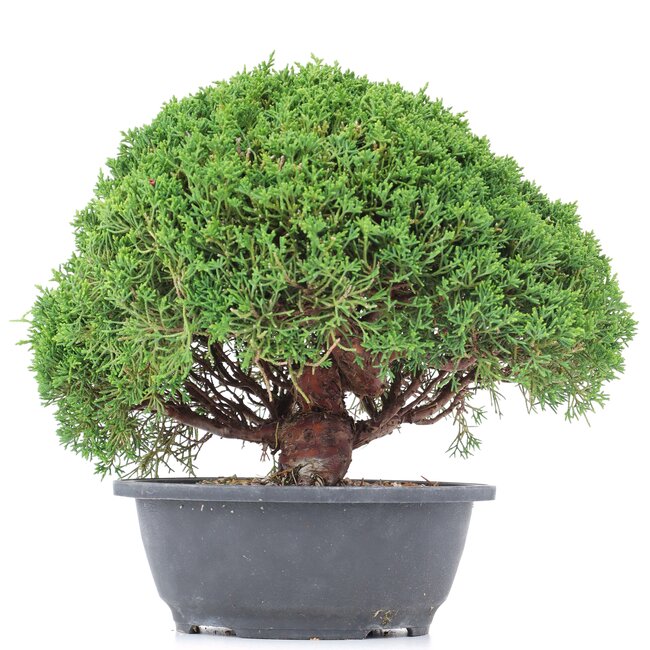 Juniperus chinensis Kishu, 23 cm, ± 15 jaar oud