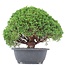 Juniperus chinensis Kishu, 23 cm, ± 15 jaar oud