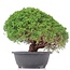 Juniperus chinensis Kishu, 23 cm, ± 15 Jahre alt