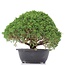 Juniperus chinensis Kishu, 23 cm, ± 15 jaar oud