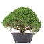 Juniperus chinensis Kishu, 23 cm, ± 15 Jahre alt