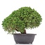 Juniperus chinensis Kishu, 23 cm, ± 15 jaar oud