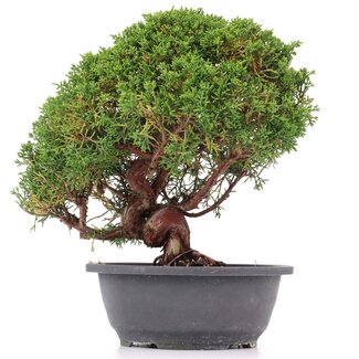 Juniperus chinensis Kishu, 27 cm, ± 15 jaar oud