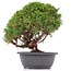 Juniperus chinensis Kishu, 27 cm, ± 15 jaar oud