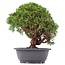 Juniperus chinensis Kishu, 27 cm, ± 15 years old