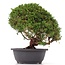 Juniperus chinensis Kishu, 27 cm, ± 15 jaar oud