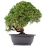 Juniperus chinensis Kishu, 27 cm, ± 15 jaar oud