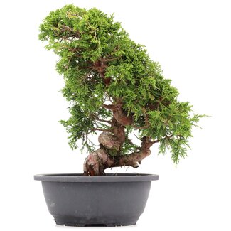 Juniperus chinensis Itoigawa, 31 cm, ± 20 años