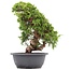 Juniperus chinensis Itoigawa, 31 cm, ± 20 Jahre alt