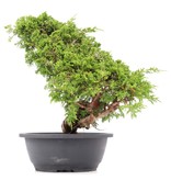 Juniperus chinensis Itoigawa, 31 cm, ± 20 Jahre alt