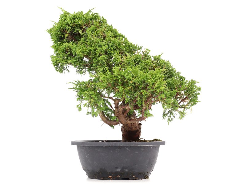 Juniperus chinensis Itoigawa, 33 cm, ± 20 Jahre alt
