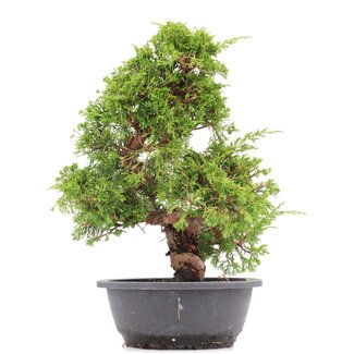 Juniperus chinensis Itoigawa, 36 cm, ± 20 Jahre alt