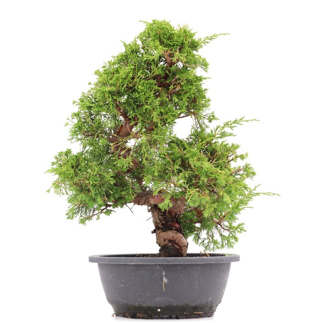 Juniperus chinensis Itoigawa, 36 cm, ± 20 years old