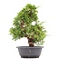 Juniperus chinensis Itoigawa, 36 cm, ± 20 jaar oud