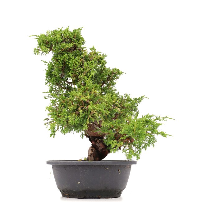 Juniperus chinensis Itoigawa, 36 cm, ± 20 anni