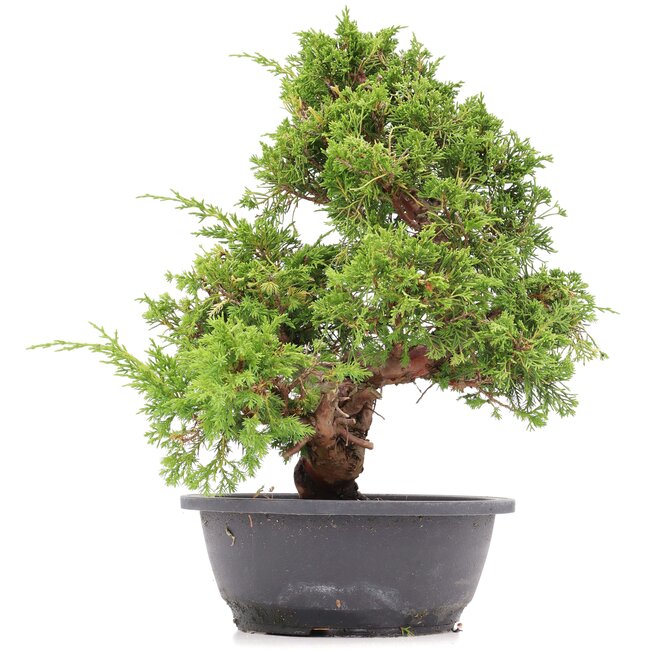 Juniperus chinensis Itoigawa, 36 cm, ± 20 ans