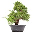 Juniperus chinensis Itoigawa, 36 cm, ± 20 anni