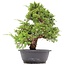 Juniperus chinensis Itoigawa, 36 cm, ± 20 años