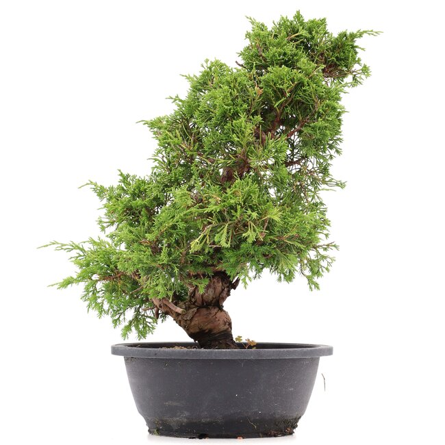 Juniperus chinensis Itoigawa, 36 cm, ± 20 años